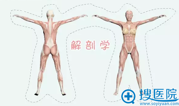 人体解剖学 人体解剖学
