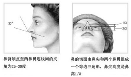鼻部美学标准示意图2 鼻部美学标准示意图2